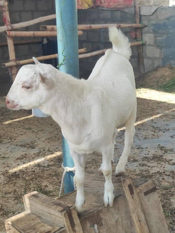 Gulabi Tedda Bakra Age 5 Month 4