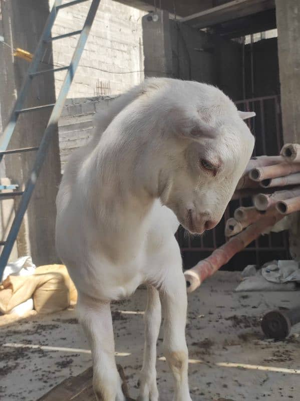 Gulabi Tedda Bakra Age 5 Month 5
