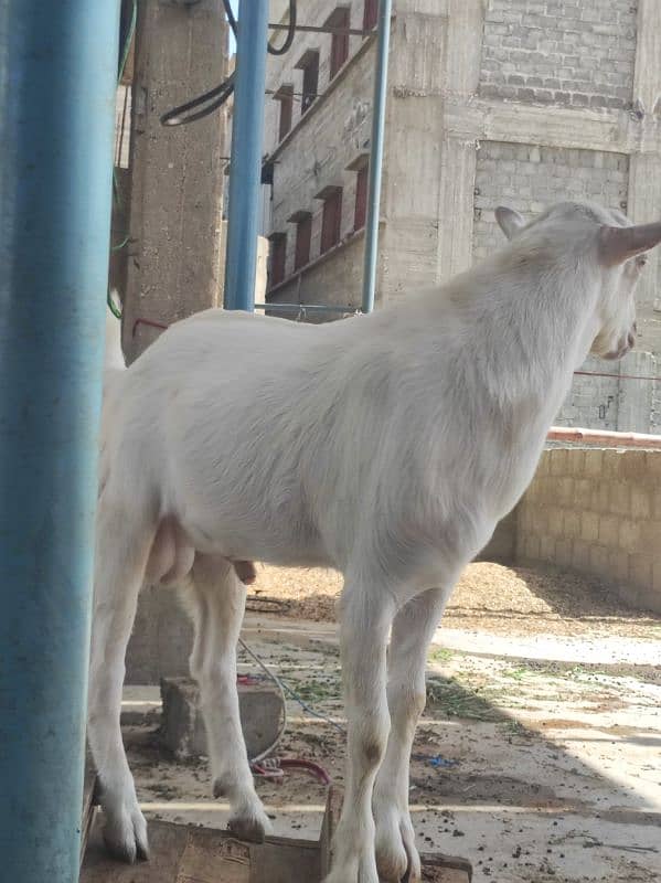 Gulabi Tedda Bakra Age 5 Month 6
