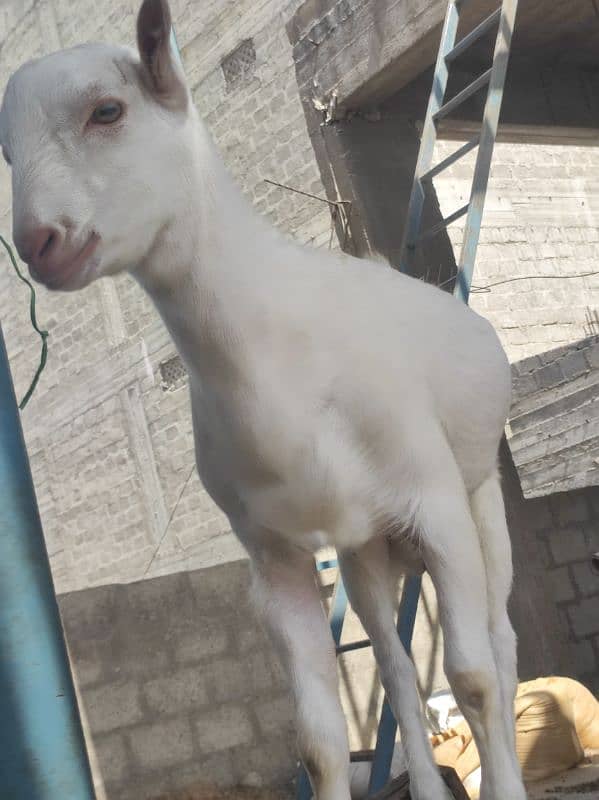 Gulabi Tedda Bakra Age 5 Month 7