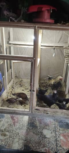 hens