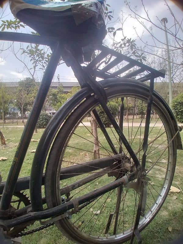 OLD IS GOLD, 24 inch. Sohrab 1