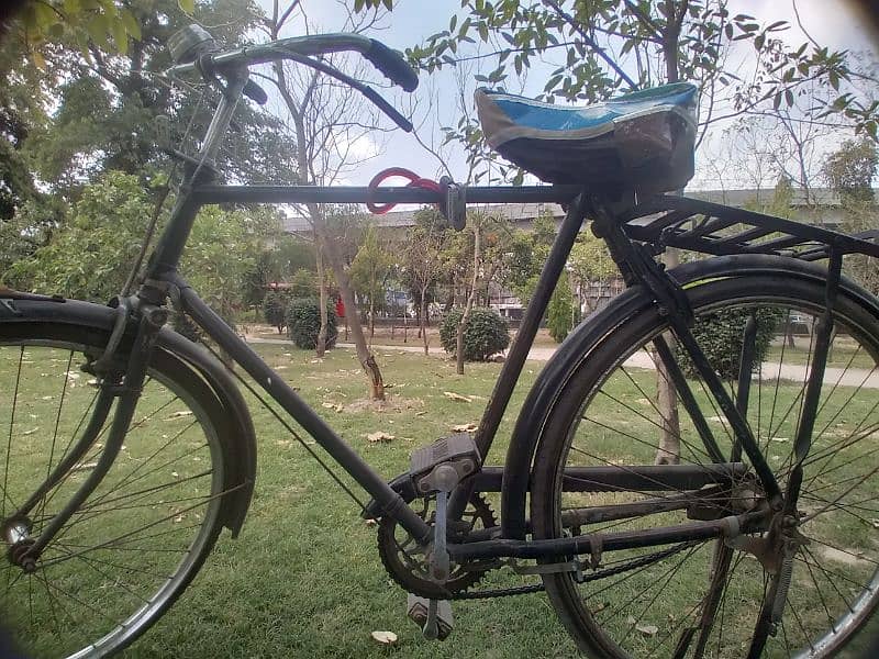 OLD IS GOLD, 24 inch. Sohrab 3