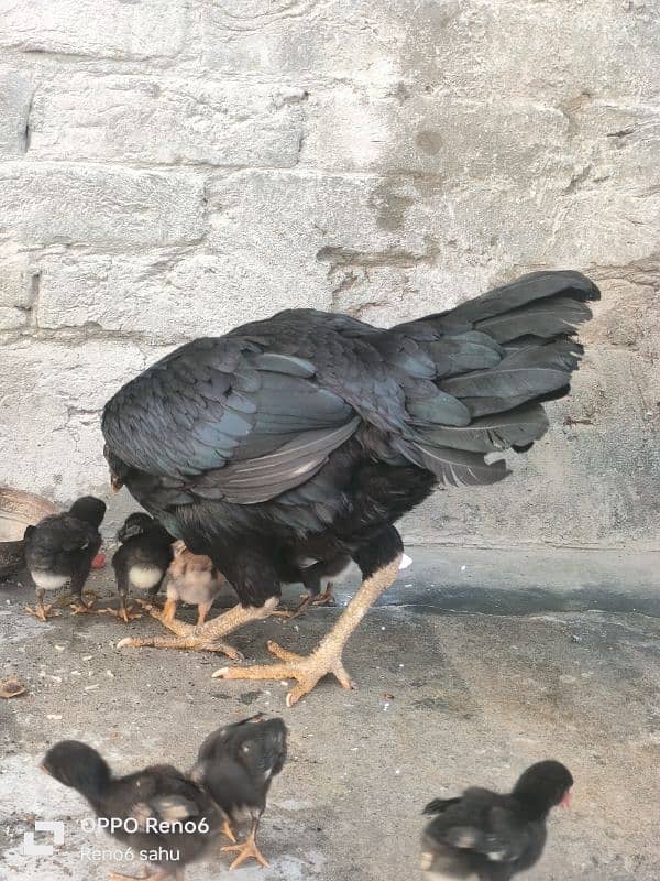 aseel with 8 chicks 2