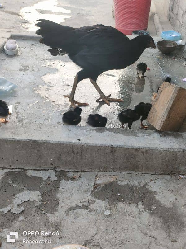 aseel with 8 chicks 3