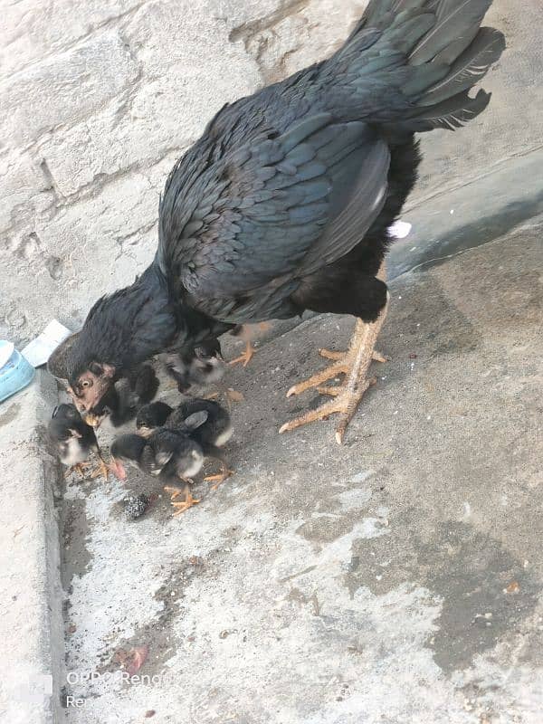 aseel with 8 chicks 4