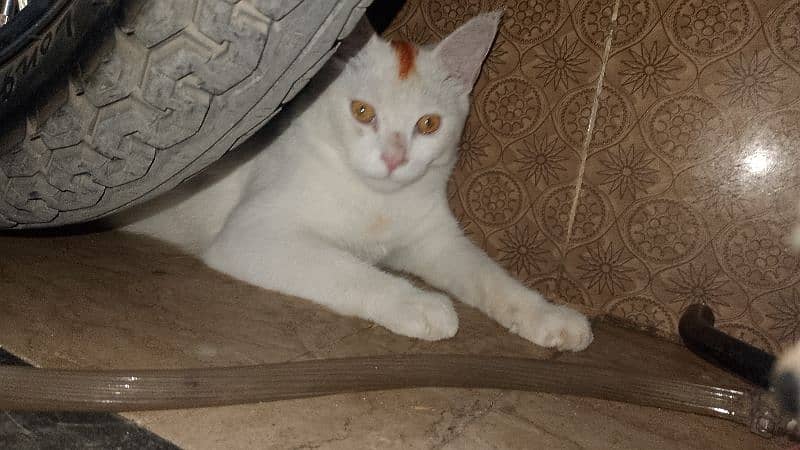 Pair of Persian Nice nature Male & Female 0