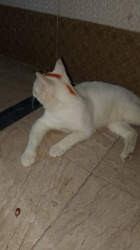 Pair of Persian Nice nature Male & Female 1