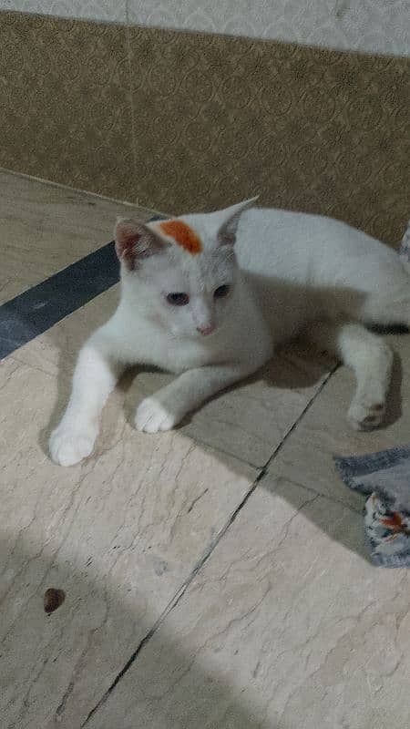 Pair of Persian Nice nature Male & Female 2