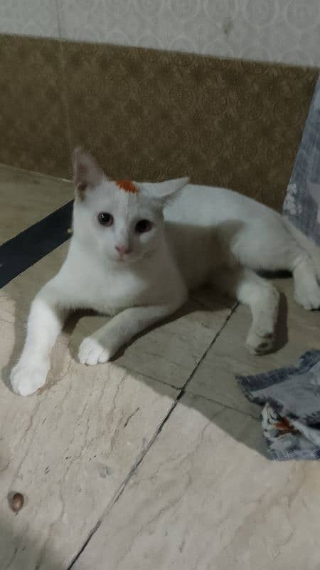 Pair of Persian Nice nature Male & Female 3