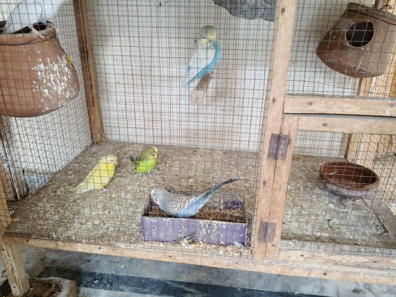 Australian parrots for sale with 3 portions wooden cage 0