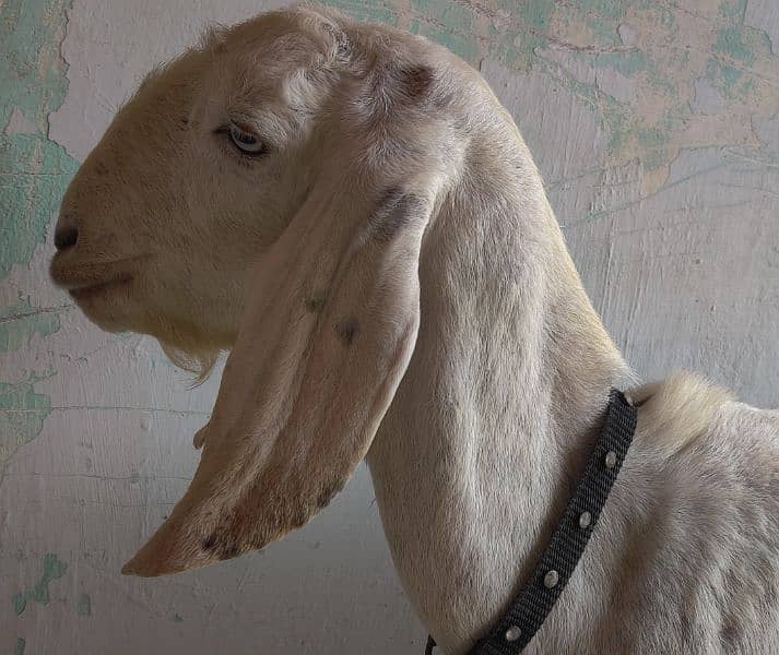 Goats and sheep's for sale 0