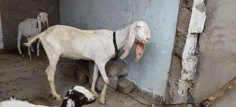 Goats and sheep's for sale 1