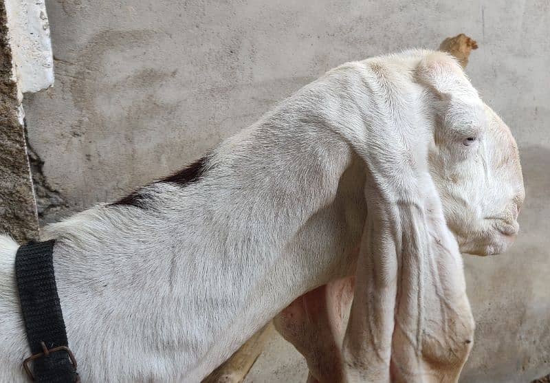Goats and sheep's for sale 2