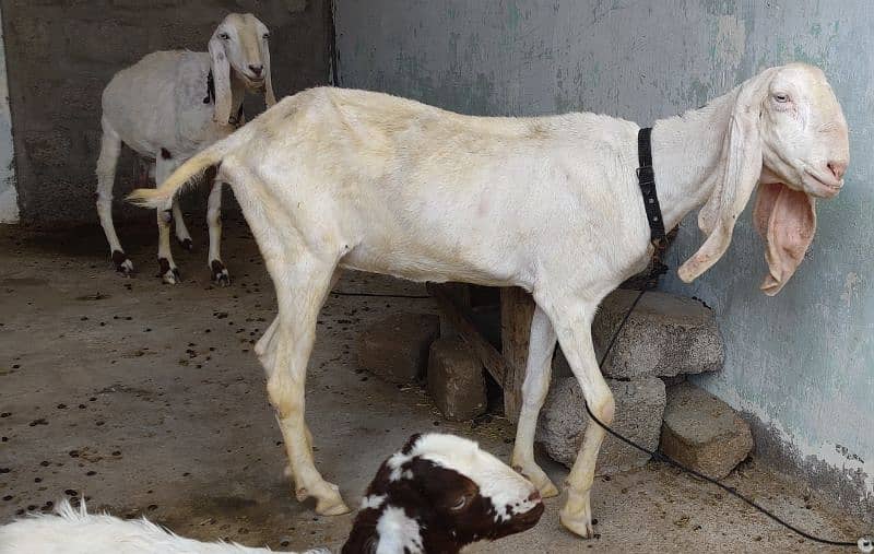 Goats and sheep's for sale 3