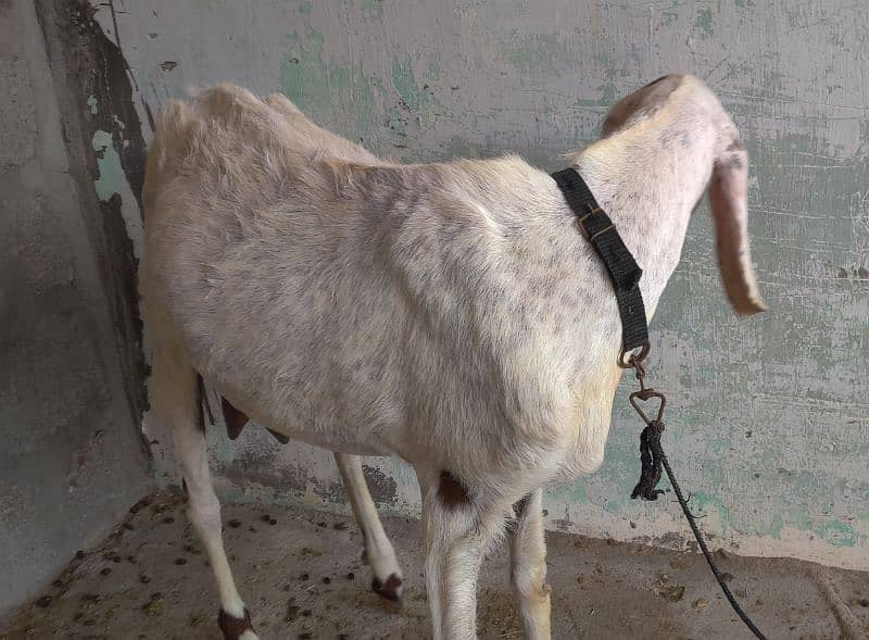 Goats and sheep's for sale 4