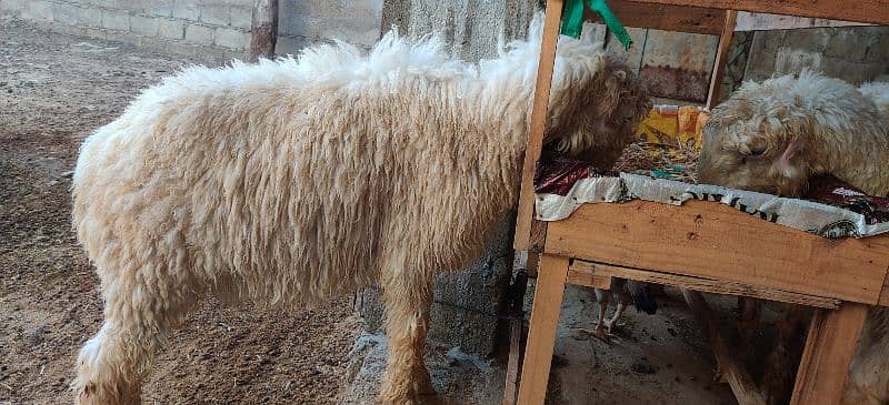 Goats and sheep's for sale 5
