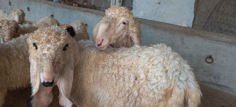 Goats and sheep's for sale 6