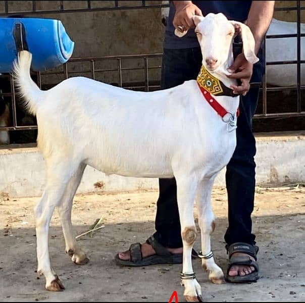 Khasi bakra 2 dant 0