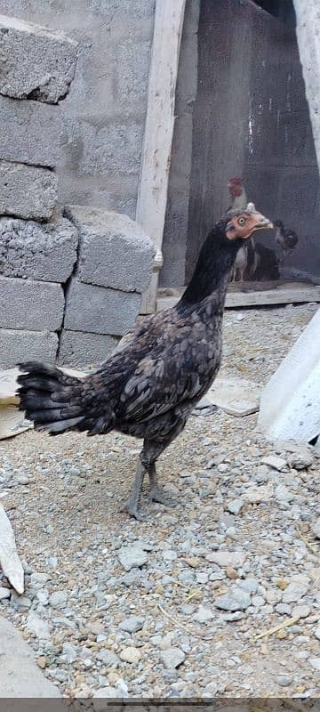 1 murgi 1 murga sath 4 chicks 1 month 0