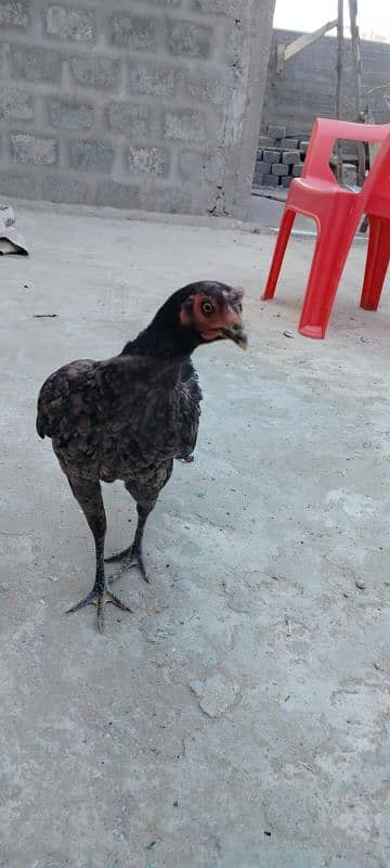 1 murgi 1 murga sath 4 chicks 1 month 1