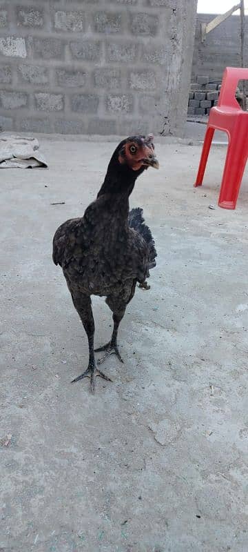 1 murgi 1 murga sath 4 chicks 1 month 2