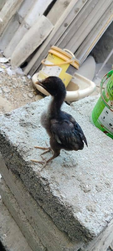 1 murgi 1 murga sath 4 chicks 1 month 3