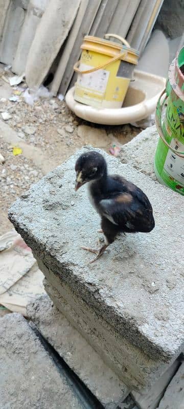 1 murgi 1 murga sath 4 chicks 1 month 4