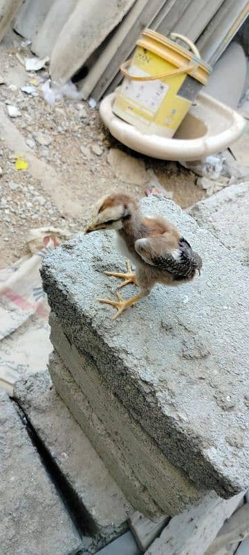 1 murgi 1 murga sath 4 chicks 1 month 5