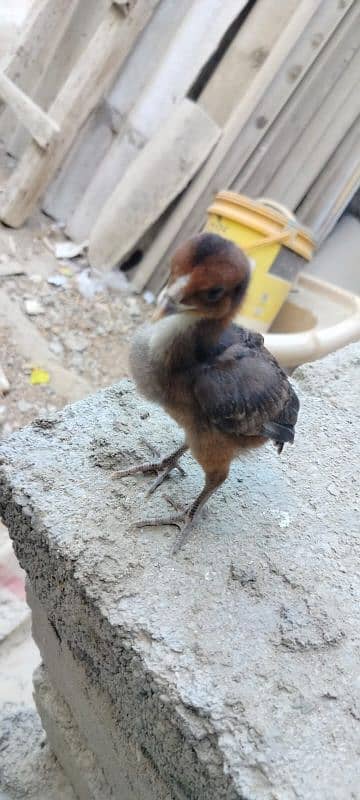 1 murgi 1 murga sath 4 chicks 1 month 6