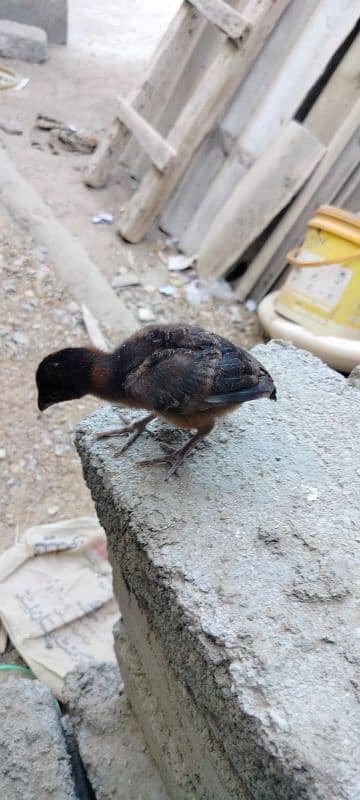 1 murgi 1 murga sath 4 chicks 1 month 8