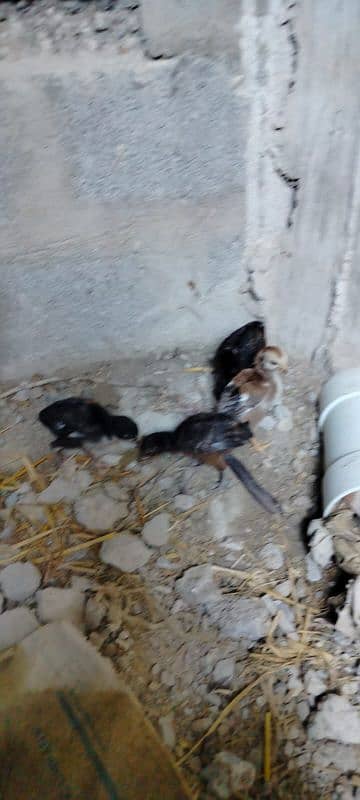 1 murgi 1 murga sath 4 chicks 1 month 9