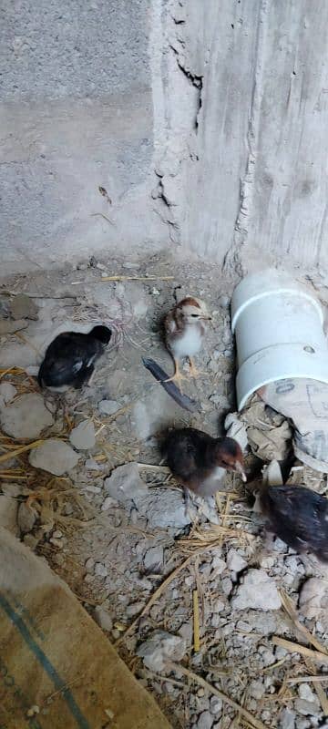 1 murgi 1 murga sath 4 chicks 1 month 10