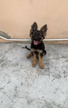 German shepherd puppies long coat my WhatsApp number 03001868066