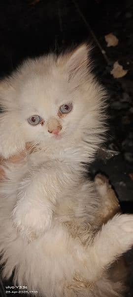 blue eyes Persian kitten 0