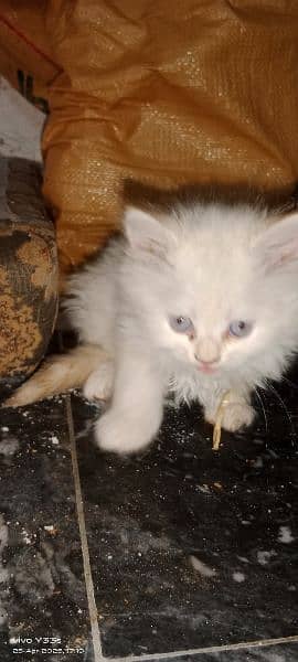 blue eyes Persian kitten 2