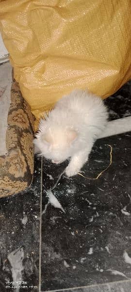 blue eyes Persian kitten 3