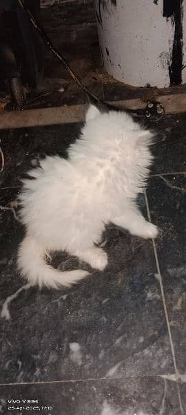 blue eyes Persian kitten 4