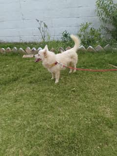 pure Russian dog male.  0342.4984. 052
