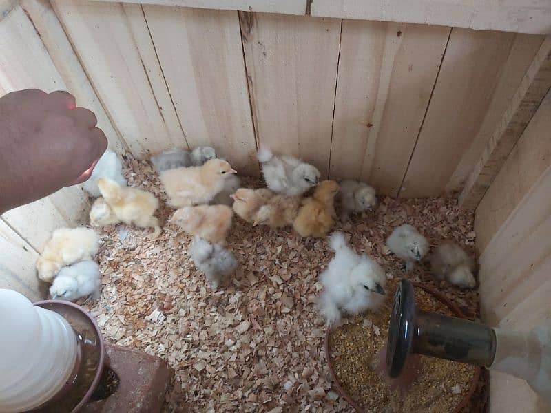 White Silkie and Heavy Buff Chicks Available For Sale 0
