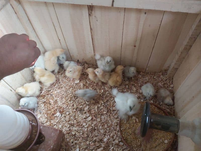 White Silkie and Heavy Buff Chicks Available For Sale 1