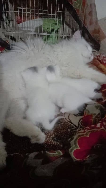 Serious buyer Contect plz Persian Cat 3 Adorable Kittens for Sale! 0