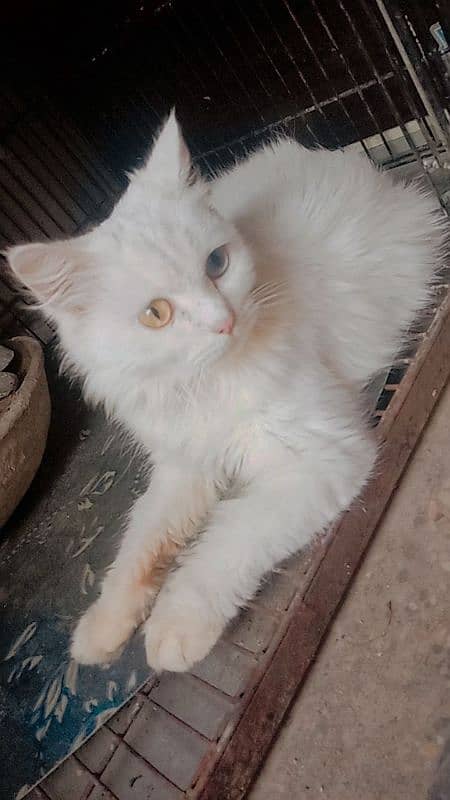 Serious buyer Contect plz Persian Cat 3 Adorable Kittens for Sale! 1
