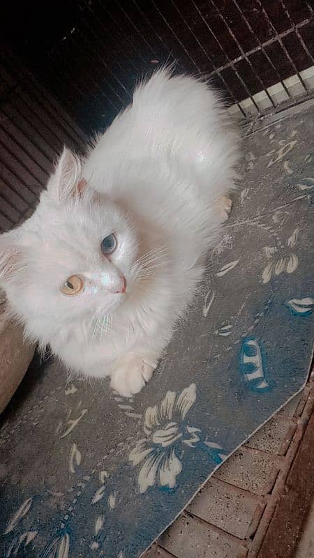 Serious buyer Contect plz Persian Cat 3 Adorable Kittens for Sale! 2