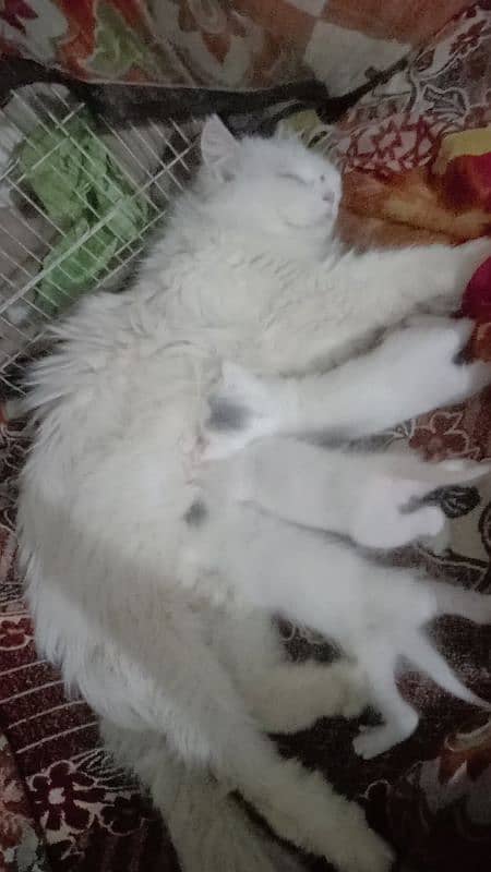 Serious buyer Contect plz Persian Cat 3 Adorable Kittens for Sale! 3