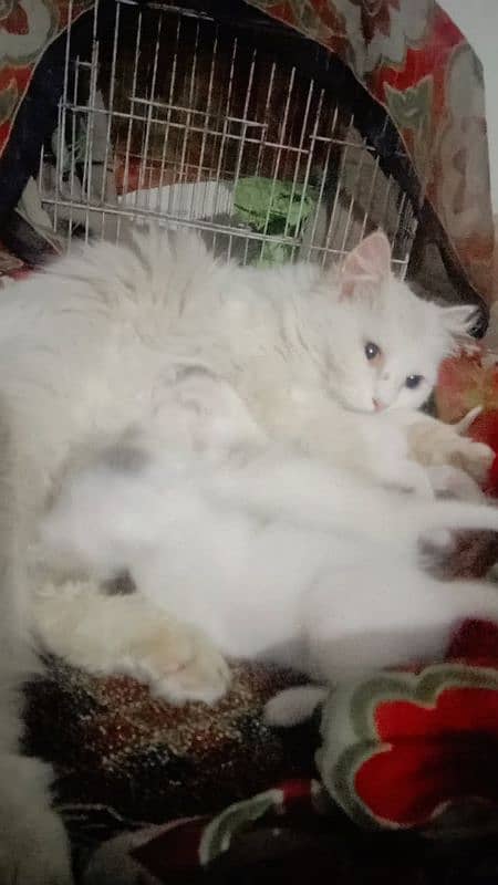 Serious buyer Contect plz Persian Cat 3 Adorable Kittens for Sale! 4