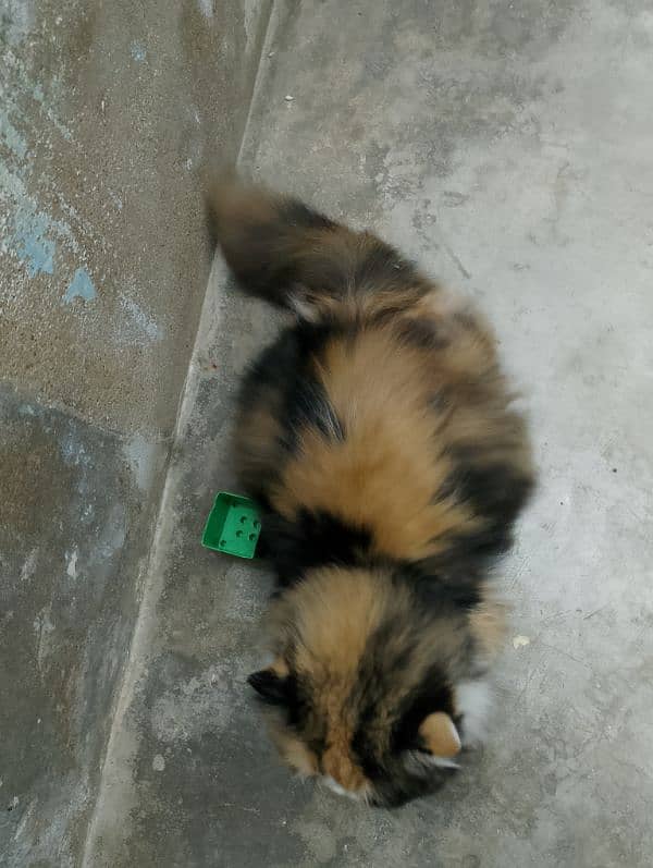 pair or Persian cat female is 1 month pregnant 1