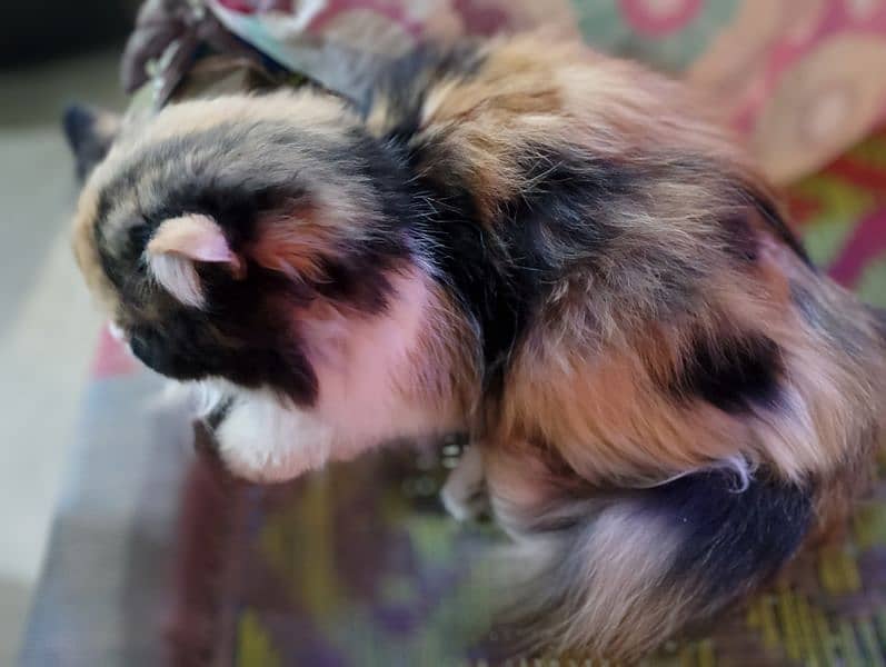 pair or Persian cat female is 1 month pregnant 2