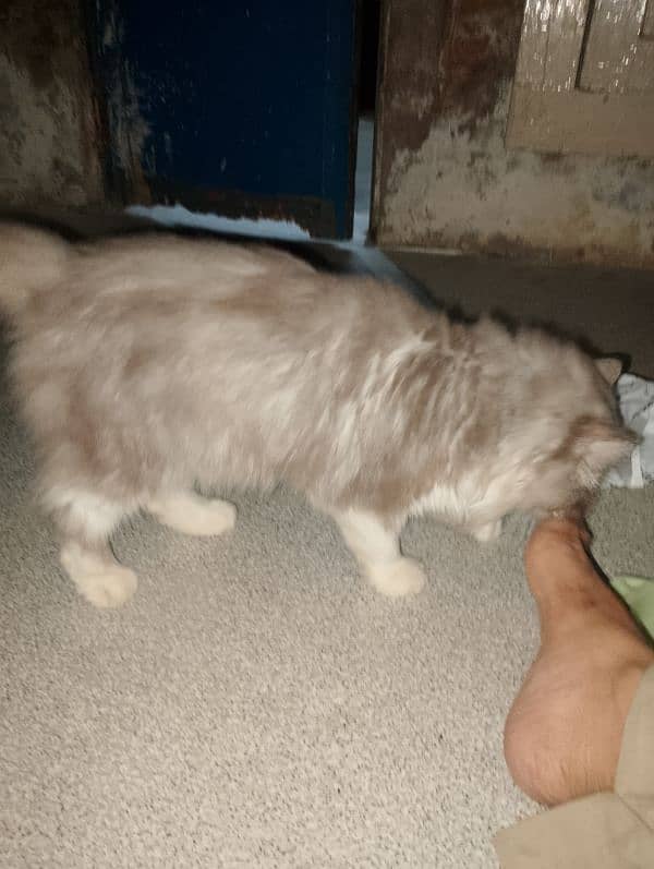 pair or Persian cat female is 1 month pregnant 3