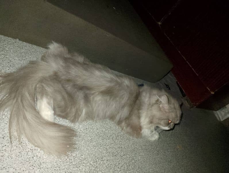 pair or Persian cat female is 1 month pregnant 4